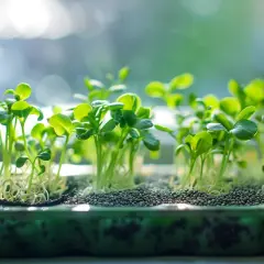Jeunes pousses de graine de chia, vertes et vibrantes, émergeant de terreau sombre, baignées de lumière douce.