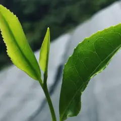 Jeunes pousses vertes d'un théier, rappelant d'où vient le matcha.