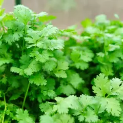 Un bouquet luxuriant de coriandre fraîche, ses feuilles finement découpées évoquant un jardin d'herbes aromatiques.