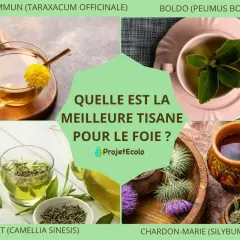 Infusion de pissenlit, thé vert, boldo et chardon-marie : quelle est la meilleure tisane pour le foie ?