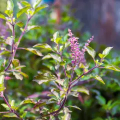 Plantes de basilic tulsi aux feuilles vertes et pourpres, avec de petites fleurs violettes en épis.