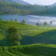 Vastes plantations de thé vert ondulantes, baignées par la lumière du matin, avec du brouillard flottant entre les collines. Un paysage idyllique pour déguster un thé taïwanais.