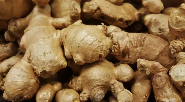Gros plan sur des rhizomes de galanga, évoquant ses nombreux bienfaits pour la santé.