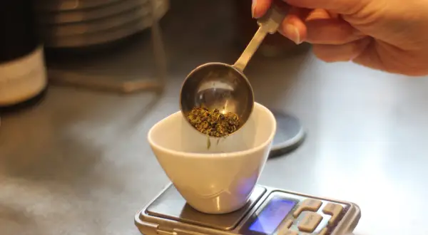 Une main verse des herbes séchées dans une tasse blanche posée sur une balance. Le dosage précis est essentiel pour 1 litre d'infusion.