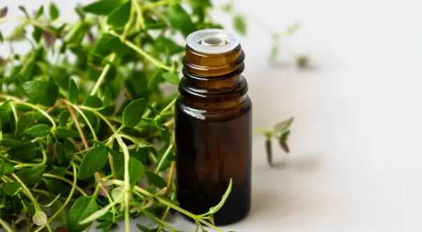 Une petite fiole ambrée, prête à contenir un précieux sirop de thym maison, entourée de brins frais de la plante.