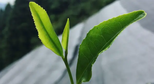 Jeunes pousses vertes d'un théier, rappelant d'où vient le matcha.
