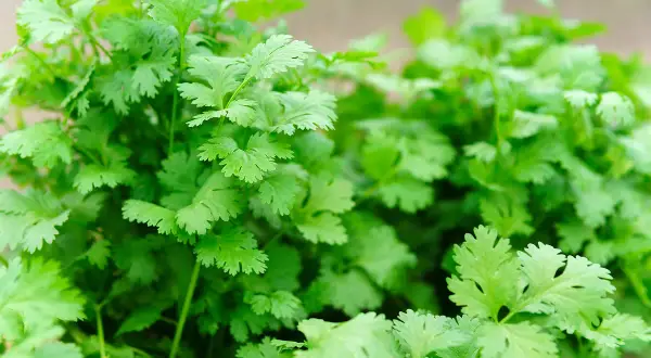 Un bouquet luxuriant de coriandre fraîche, ses feuilles finement découpées évoquant un jardin d'herbes aromatiques.