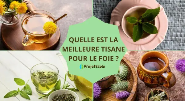 Infusion de pissenlit, thé vert, boldo et chardon-marie : quelle est la meilleure tisane pour le foie ?