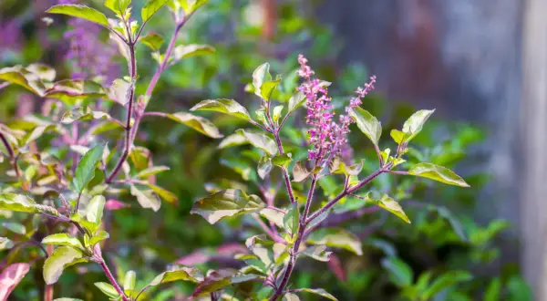Plantes de basilic tulsi aux feuilles vertes et pourpres, avec de petites fleurs violettes en épis.