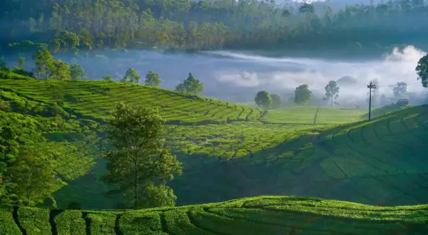 Vastes plantations de thé vert ondulantes, baignées par la lumière du matin, avec du brouillard flottant entre les collines. Un paysage idyllique pour déguster un thé taïwanais.
