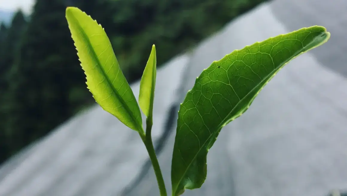 Jeunes pousses vertes d'un théier, rappelant d'où vient le matcha.