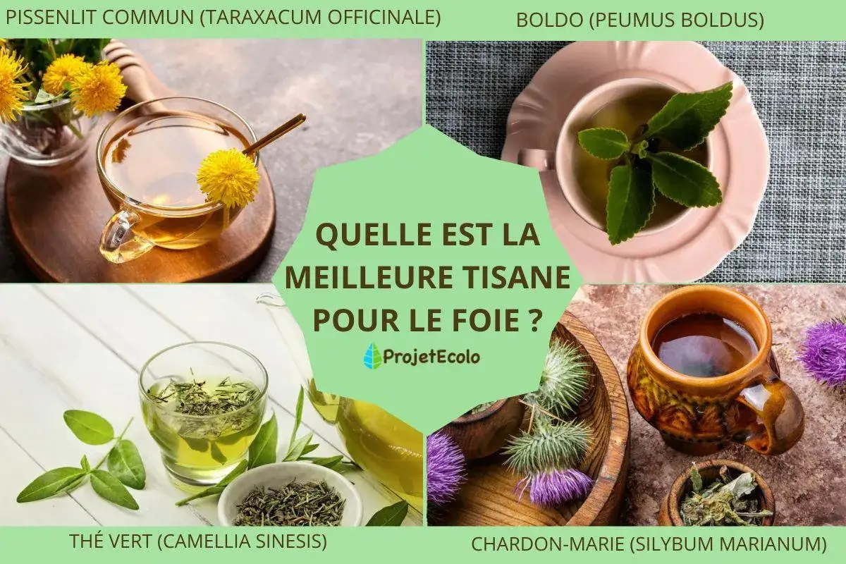 Thé pour le foie - Le guide complet pour bien choisir