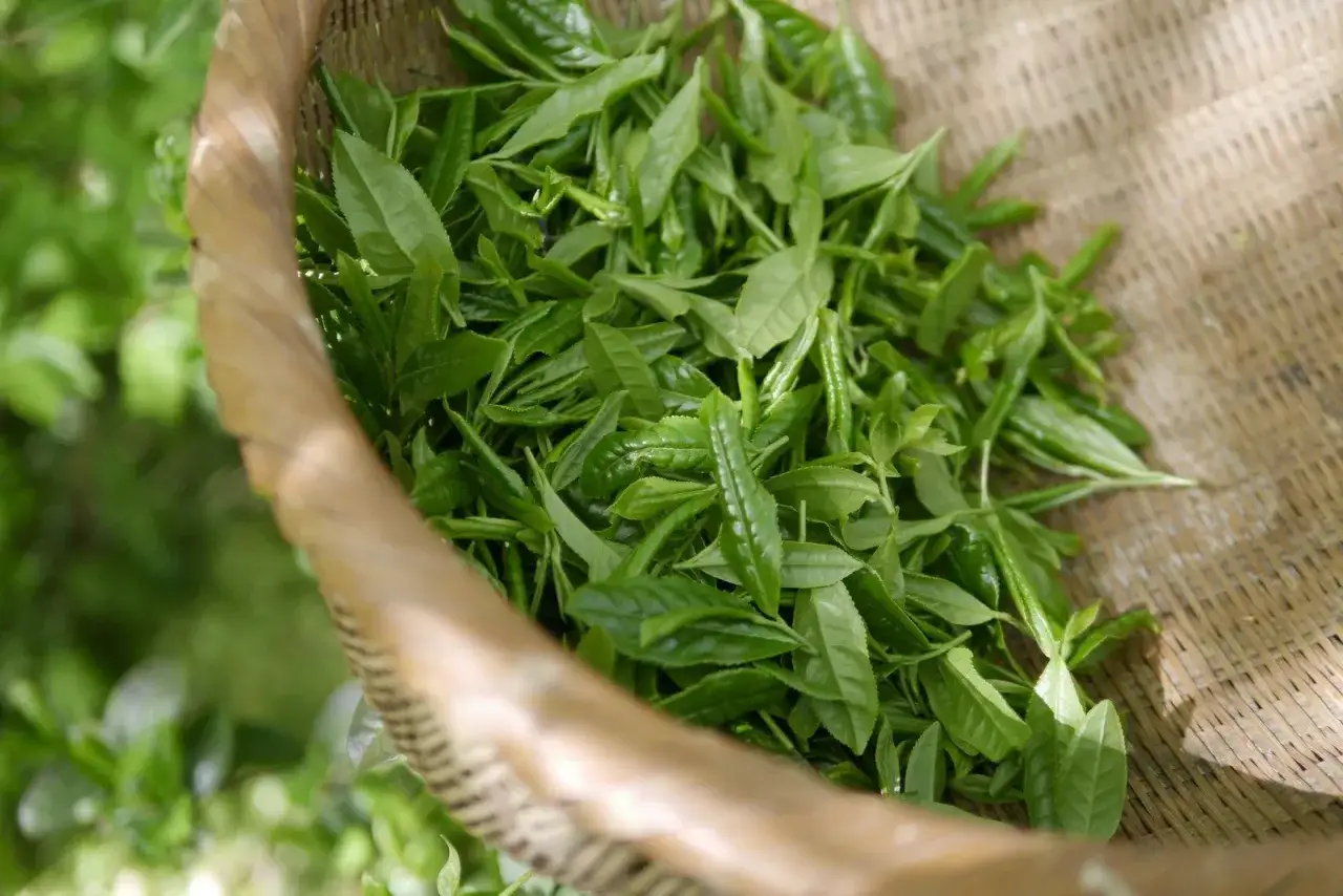 Feuilles de th&eacute; vert fra&icirc;chement cueillies dans un panier en osier, pr&ecirc;tes pour apprendre comment faire du th&eacute; vert.