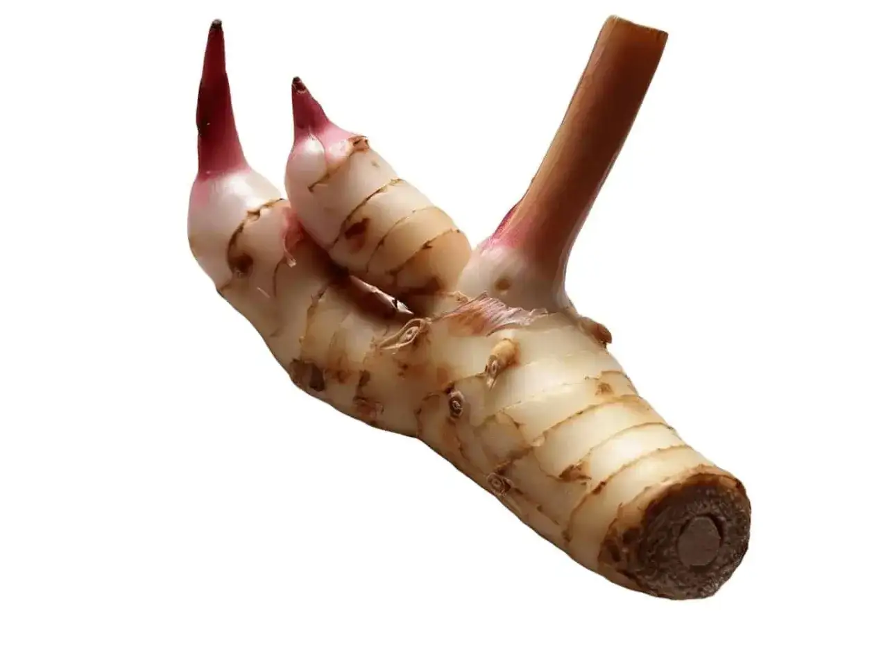 Racine de galanga, connue pour ses nombreux galanga bienfaits, avec des pointes rosées et une texture striée.