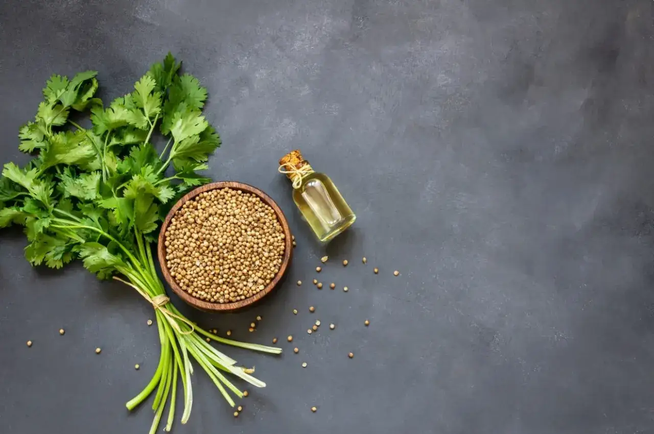 Un bouquet de coriandre fraîche, un bol de graines et une petite bouteille d'huile, évoquant les nombreux coriandre bienfaits pour la santé.