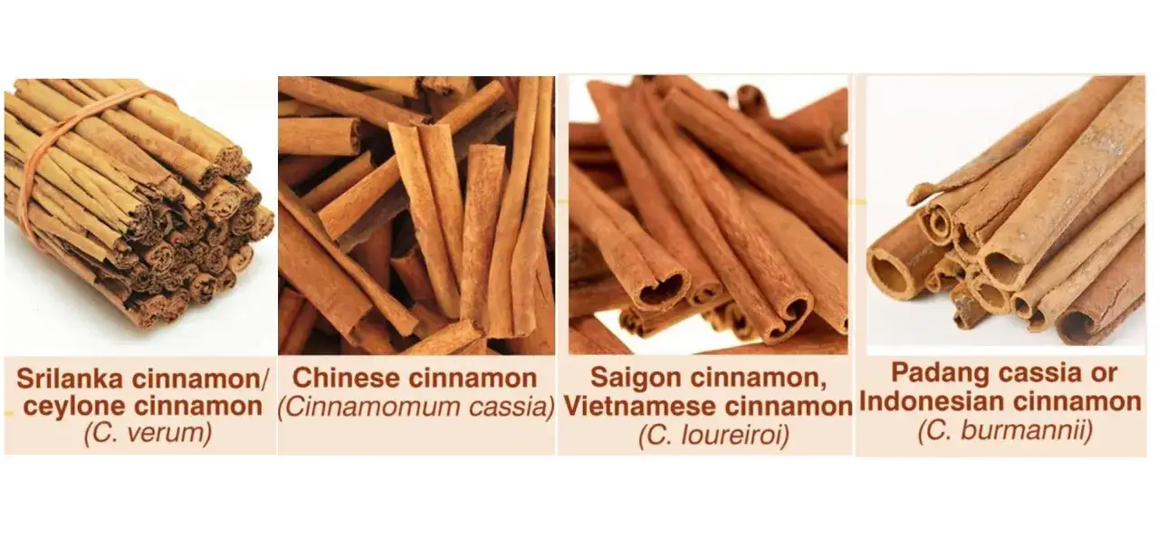 Quatre types de b&acirc;tons de cannelle, dont la cannelle de Ceylan, la cannelle chinoise, la cannelle vietnamienne et la cannelle indon&eacute;sienne. Attention aux dangers de la cannelle de Cassia.