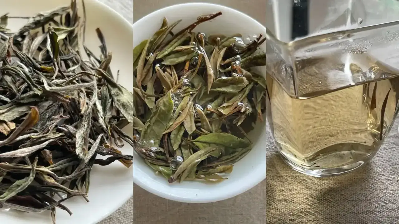 Feuilles de th&eacute; blanc s&eacute;ch&eacute;es, infusant dans l'eau, puis une tasse de th&eacute; blanc clair.