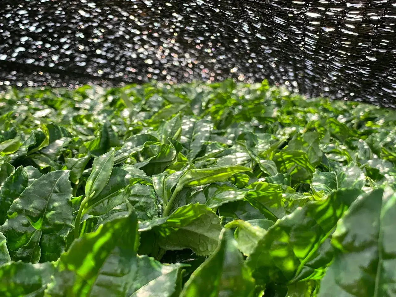 Feuilles de th&eacute; vert luxuriantes sous un filet d'ombrage, r&eacute;v&eacute;lant comment est fait le matcha : une culture soign&eacute;e pour une poudre vibrante.