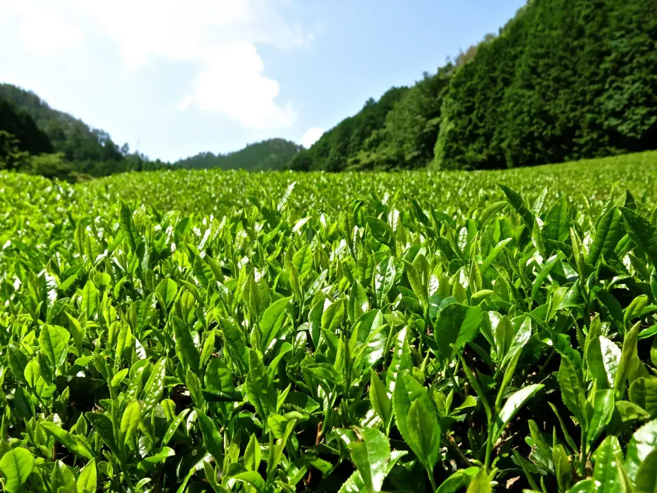 Champ de th&eacute; vert luxuriant sous un ciel bleu, d'o&ugrave; vient le matcha. Les feuilles fra&icirc;ches promettent une boisson vibrante.