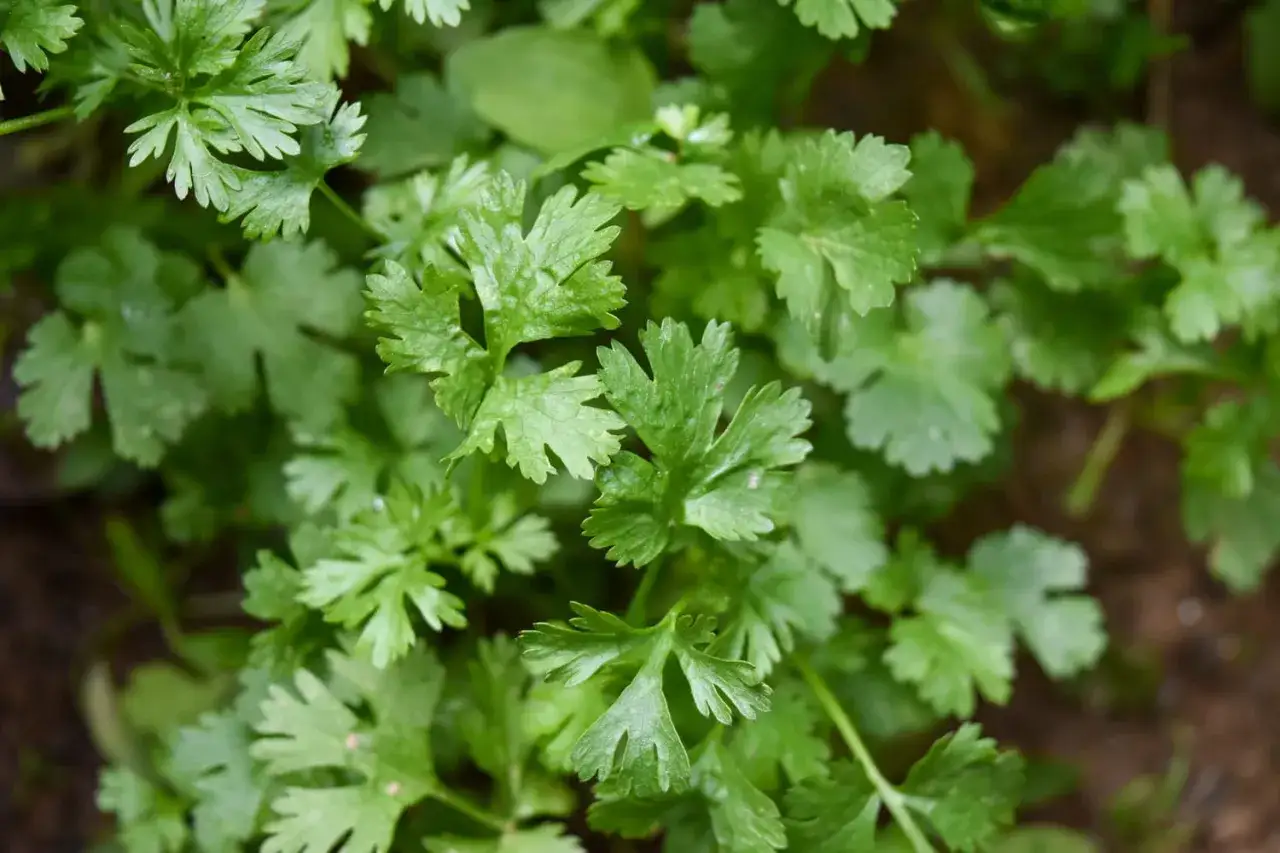 Feuilles vertes et d&eacute;coup&eacute;es de coriandre ou de persil, pr&ecirc;tes &agrave; parfumer un plat.