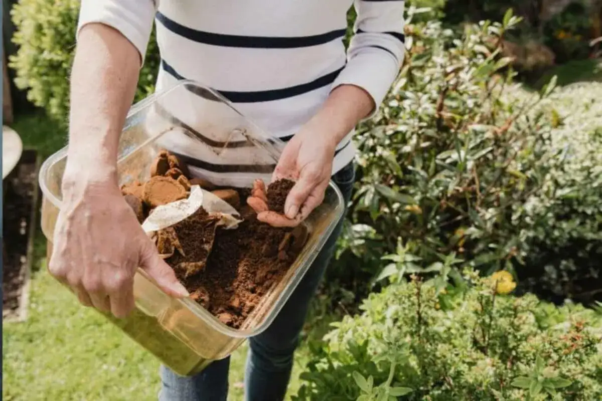 Une personne tient un bac transparent rempli de marc de th&eacute;, pr&ecirc;t &agrave; fertiliser le jardin.