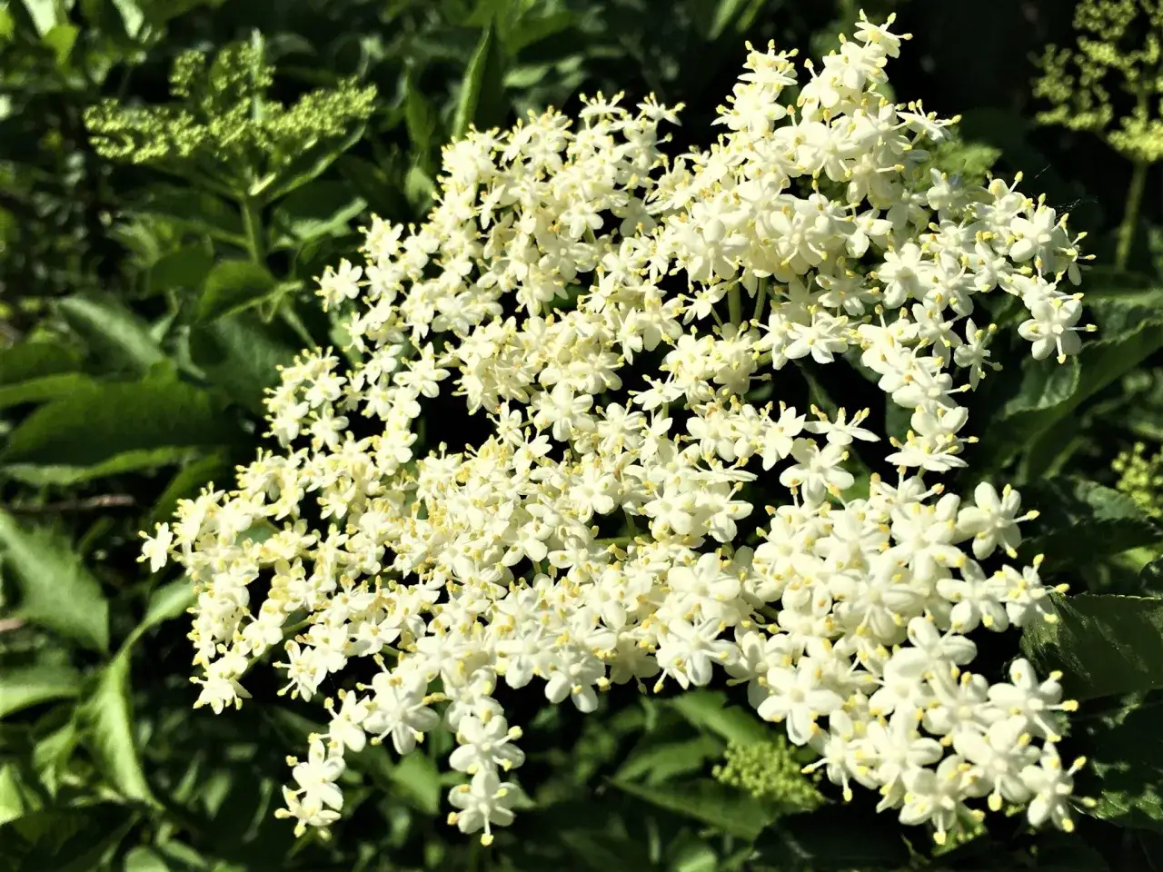 Grappe de fleurs de sureau, pr&ecirc;tes &agrave; &ecirc;tre transform&eacute;es en d&eacute;licieux sirop de sureau.