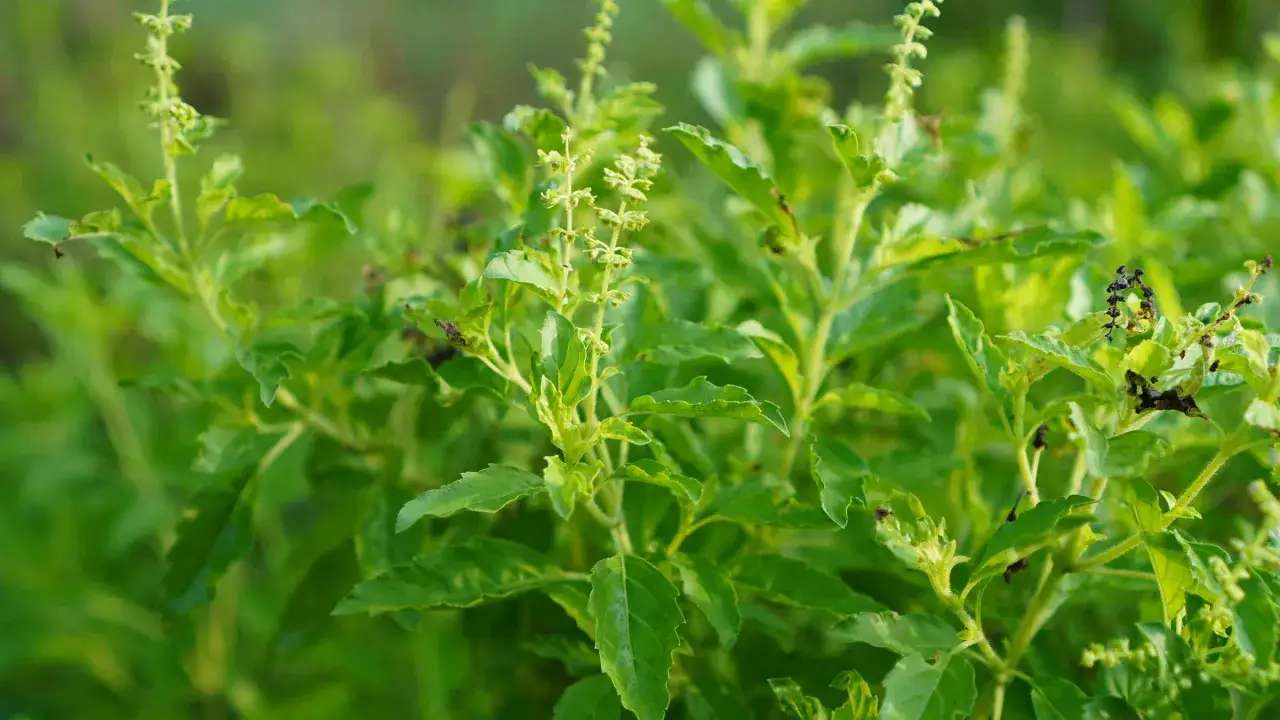 Plantes de basilic tulsi aux feuilles vertes vibrantes et aux petites fleurs p&acirc;les, baign&eacute;es de lumi&egrave;re naturelle.