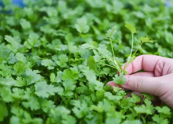 Coriandre: feuilles ou graines? Le guide pour tout savoir