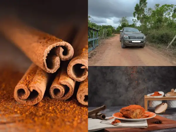 Bâtonnets de cannelle et poudre orange vif. Un véhicule sur une route de terre. Un plat de poulet épicé, par quoi remplacer la cannelle ?