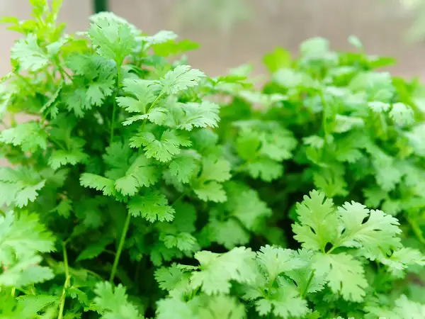 Un bouquet luxuriant de coriandre fraîche, ses feuilles finement découpées évoquant un jardin d'herbes aromatiques.